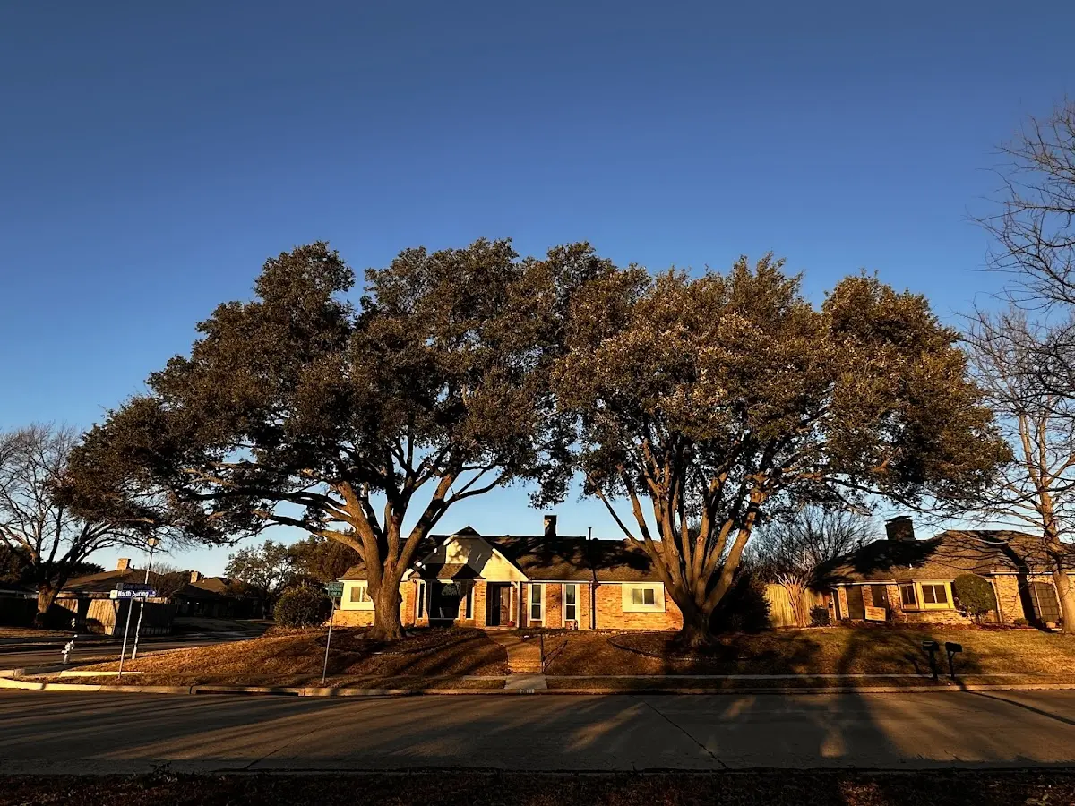 Established residential canopy tree shading a home in Stockton